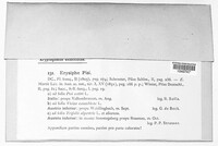 Erysiphe pisi image